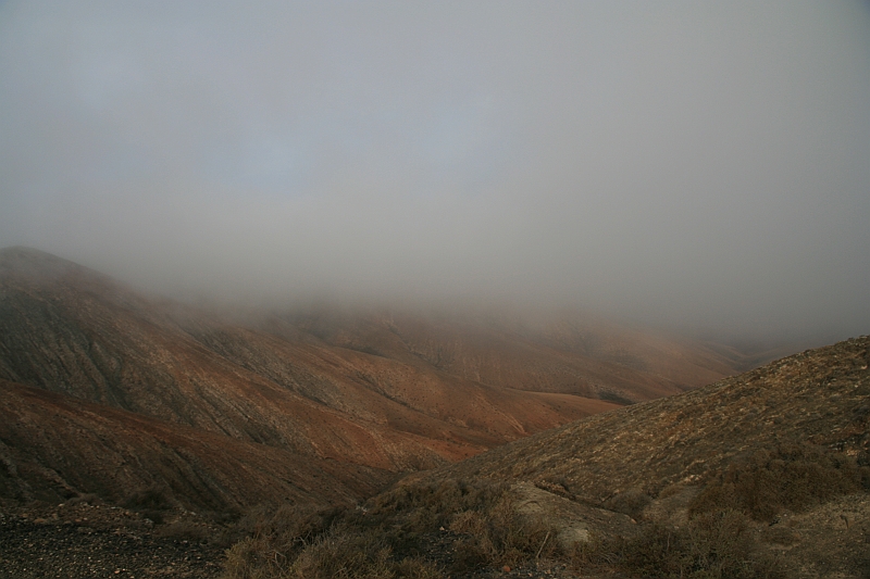 Kanary_2010 004